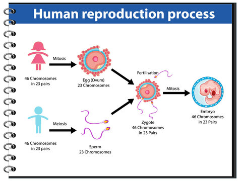 Reproduction Process of Human infographic