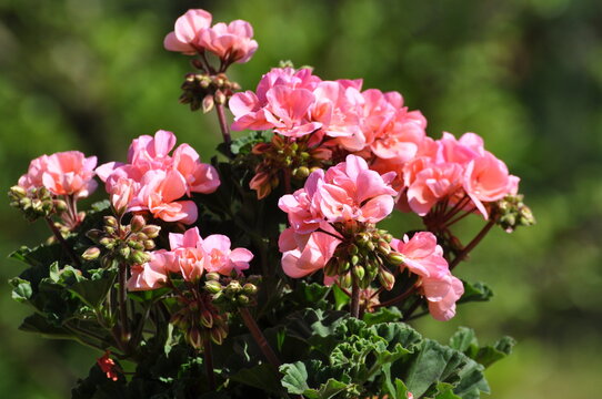 Geranien im Garten