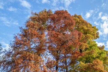 紅葉の水元公園