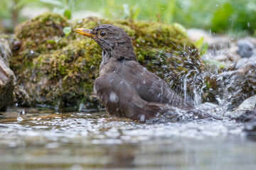 Amsel (Turdus merula) Weibchen