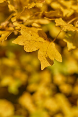 Golden Leafes