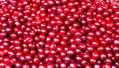 red berries cherry texture background