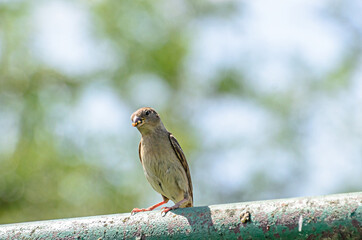 The black redstart Phoenicurus ochruros bird with food in the beak, sparrow close up