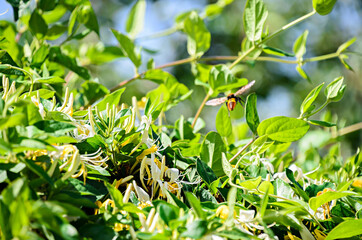 Lonicera caprifolium, the Italian woodbine,  perfoliate honeysuckle  or perfoliate woodbine