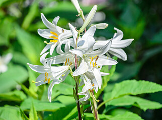 White branch Lilium flowers, green leafs close up