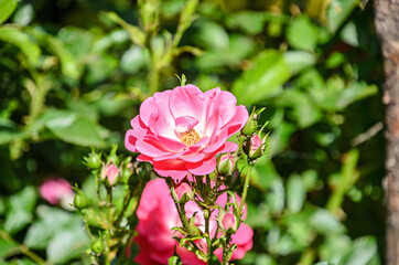 Red rose flower, green vegetation bokeh background