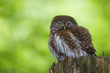 Sperlingskauz (Glaucidium passerinum)
