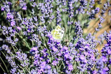 Fototapeta premium White and yellow butterfly in blue violet levandula flowers close up