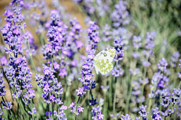 White and yellow butterfly in blue violet levandula flowers close up