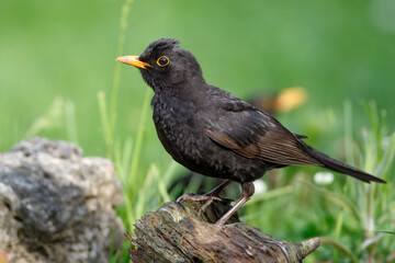 Amsel (Turdus merula) Männchen