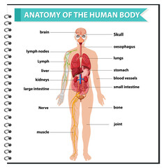 Anatomy of the human body information infographic