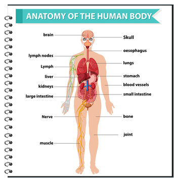 Anatomy of the human body information infographic