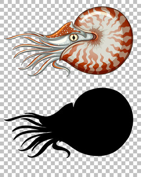 recommend clip art: Chambered nautilus with its silhouette on transparent background