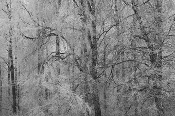 Ice cold forest scene with trees covered in frost