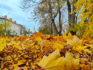 Bright autumn leaves in the park against the blue evening sky. Yellow autumn leaves right in front of the camera