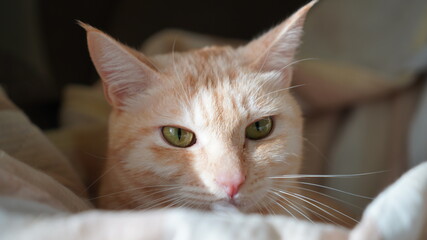 こちらを向く猫