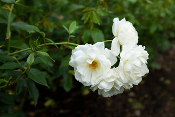 Fototapeta premium Close up view of beautiful flowers