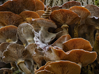 Decay process in tree fungi
