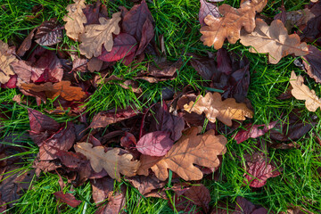 autumn leaves on the ground