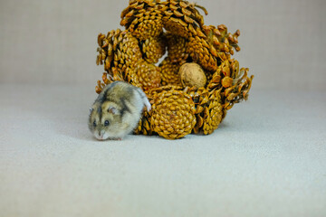 small dwarf hamster photo taken in a photo Studio 10