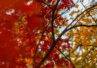 Red and yellow maple leaves in Japan during Autumn Koyo season