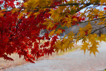 Red and Yellow maple leaves during Japan's Autumn Koyo season