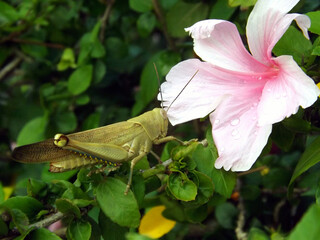 Grasshopper and pink hibiscus with hibiscus leaves surrounded.