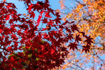 Colourful maple leaves against a blue sky during Japan's Autumn Koyo season