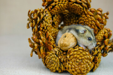 small dwarf hamster photo taken in a photo Studio 46
