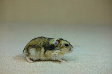 small dwarf hamster photo taken in a photo Studio 8