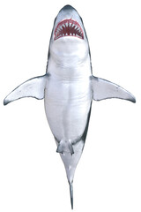 Hai,  weisser Hai, Ansicht von unten, 3d