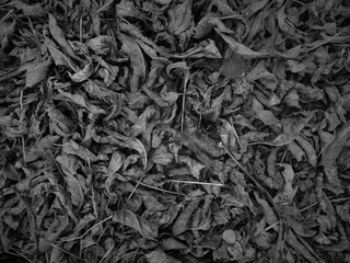 Dark autumn leaves background