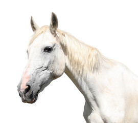 Obraz na płótnie Canvas Gorgeous horse isolated on white, closeup view