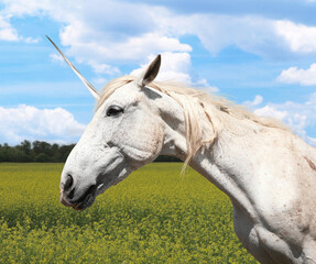 Amazing unicorn with beautiful mane in field on sunny day