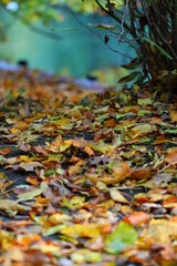 Herbstimpressionen