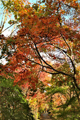 モミジの紅葉