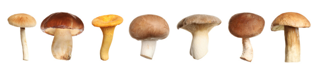 Set of different fresh mushrooms on white background. Banner design
