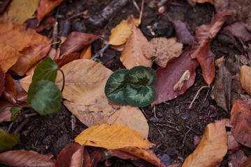 a glade of fallen autumn leaves of orange color texture