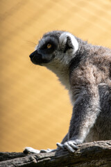 ring lemur