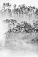 Misty morning in the forest
