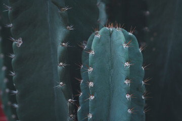 Close-up view of dark Green cactus