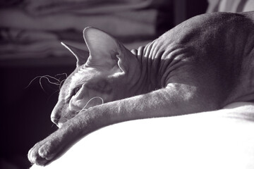 Sphynx cat naked lying on the sofa and looking semiclosed eyes, sleepy cat