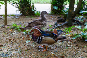 Beautiful mandarin ducks on the bank of the pond. Malaysia