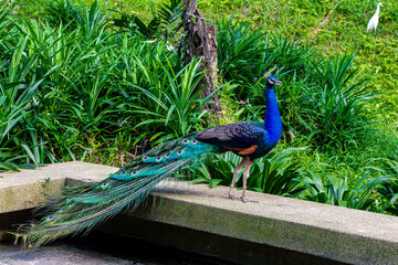Peacock on the fence of a stone bridge. Malaysia