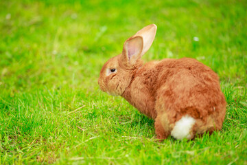 big red rabbit close up
