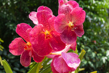 Blooming red orchid. Singapore