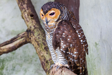 Owl on a dry tree. Malaysia