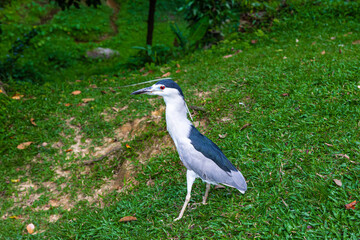 Little gray heron on the lawn. Malaysia