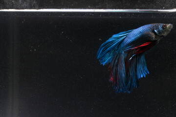 Broken Fin, Sick Blue Giant Half Moon Cupang or Betta or Siamese Fighting fish at Dirty Water 
 - obrazy, fototapety, plakaty