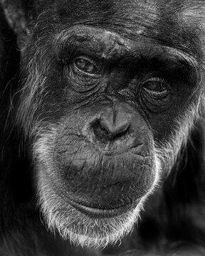 close up of a black and white chimpanzee